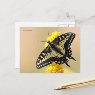 Mooie Anise Swallowtail Butterfly in the Sun Briefkaart