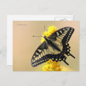 Mooie Anise Swallowtail Butterfly in the Sun Briefkaart (Voorkant / Achterkant)