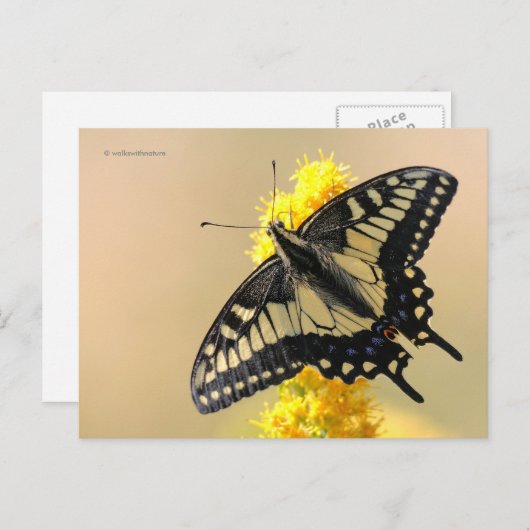 Mooie Anise Swallowtail Butterfly in the Sun Briefkaart (Voorkant / Achterkant)
