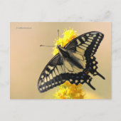 Mooie Anise Swallowtail Butterfly in the Sun Briefkaart (Voorkant)
