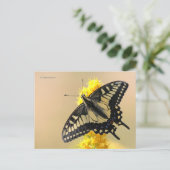 Mooie Anise Swallowtail Butterfly in the Sun Briefkaart (Staand voorkant)