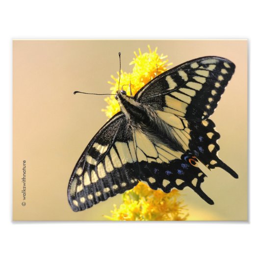 Mooie Anise Swallowtail Butterfly in the Sun Foto Afdruk (Voorkant)
