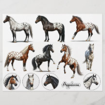 Mooie Appaloosa paard illustraties
