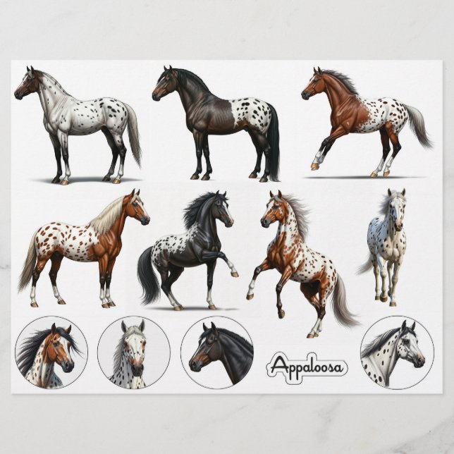 Mooie Appaloosa paard illustraties (Voorkant)