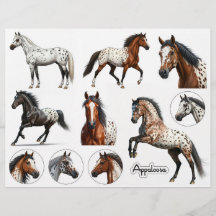 Mooie Appaloosa paard illustraties