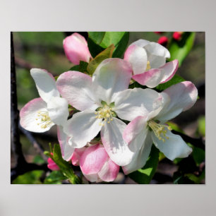 Mooie appel lente bloesem close-up poster