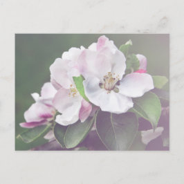 Mooie Appelboom Bloesem Lente Ansichtkaart Briefkaart