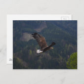 Mooie arend tijdens de vlucht briefkaart (Voorkant / Achterkant)