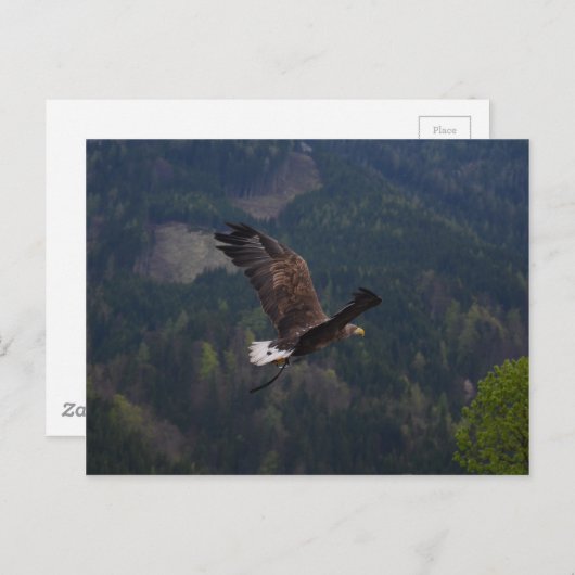 Mooie arend tijdens de vlucht briefkaart (Voorkant / Achterkant)