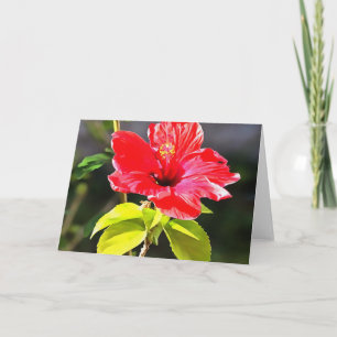 Mooie Artistieke Rode Tropische Hibiscus Flower Kaart
