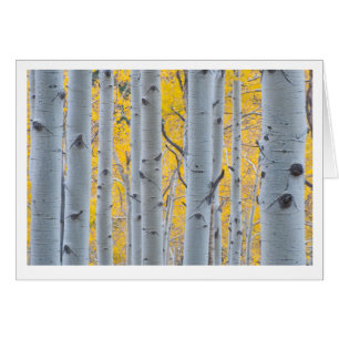 Mooie Aspen Trees