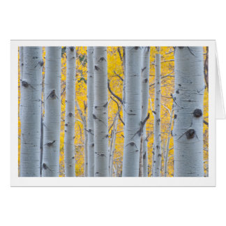 Mooie Aspen Trees