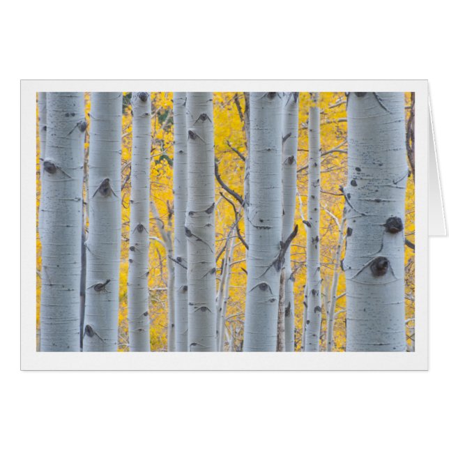 Mooie Aspen Trees (Voorkant Horizontaal)