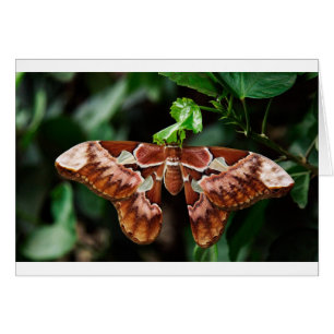 Mooie Atlas Moth