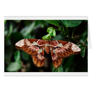 Mooie Atlas Moth