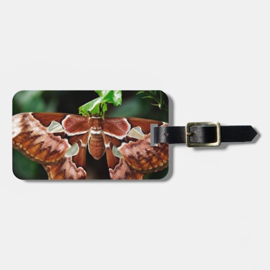 Mooie Atlas Moth Bagagelabel (Voorkant horizontaal)