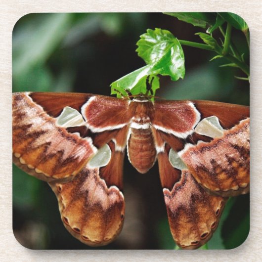 Mooie Atlas Moth Bier Onderzetter (Voorkant)