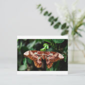 Mooie Atlas Moth Briefkaart (Staand voorkant)