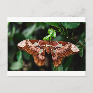 Mooie Atlas Moth Briefkaart