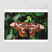 Mooie Atlas Moth Briefkaart (Voorkant)