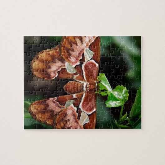 Mooie Atlas Moth Legpuzzel (Horizontaal)
