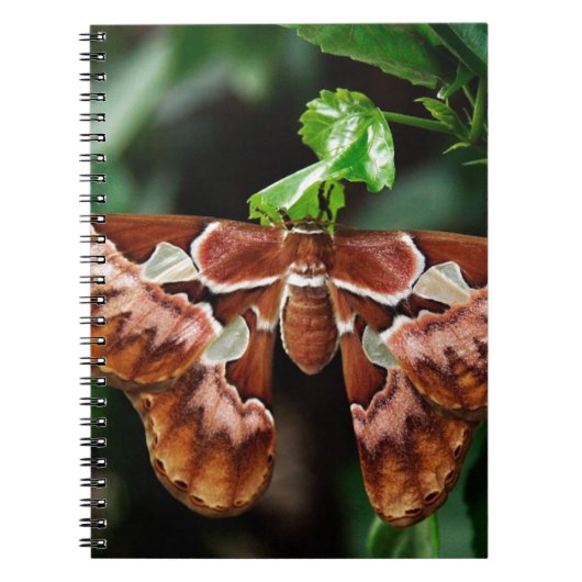 Mooie Atlas Moth Notitieboek (Voorkant)