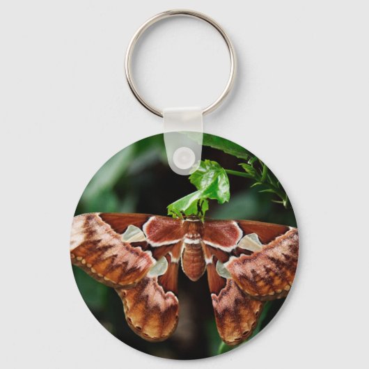 Mooie Atlas Moth Sleutelhanger (Voorkant)