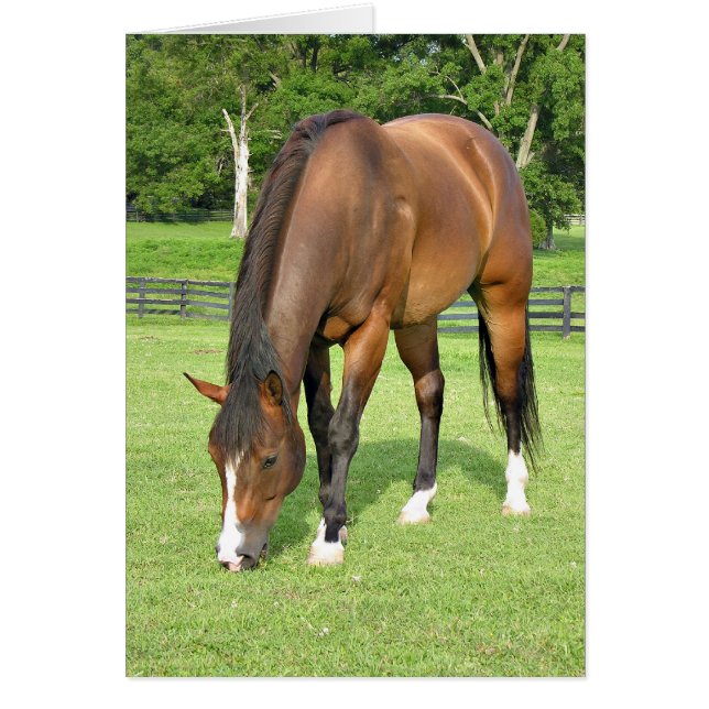 Mooie baai (Voorkant)