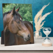 Mooie Baard Veulen Fotoplaat (Zijkant)