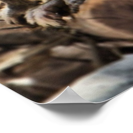 mooie baboon-afdruk poster (Hoek)