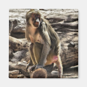 Mooie Baboon magnet