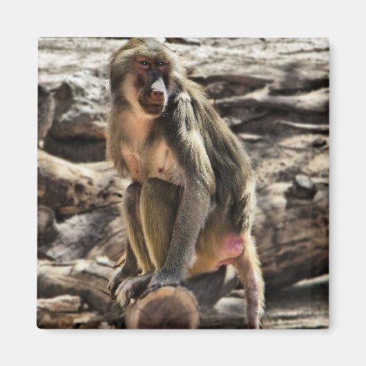 Mooie Baboon magnet (Voorkant)