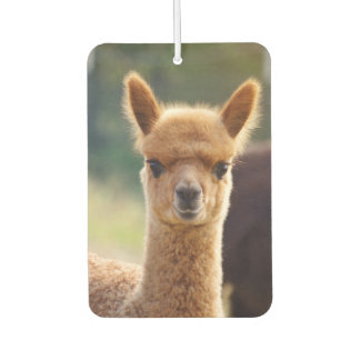Mooie Baby Alpaca luchtverfrisser