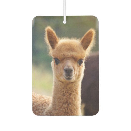 Mooie Baby Alpaca luchtverfrisser (Voorkant)