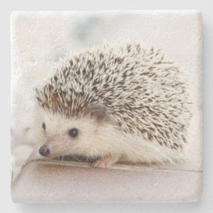 Mooie baby egel foto stenen onderzetter