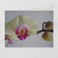 Mooie Baby gele orchideeën