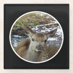 Mooie babyhert Ree Geadverteerde bos natuur scene Glazen Onderzetter