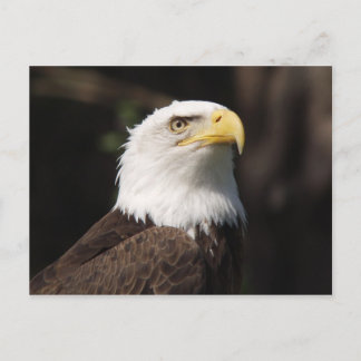 Mooie Bald Eagle... Briefkaart