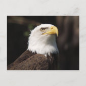 Mooie Bald Eagle... Briefkaart (Voorkant)