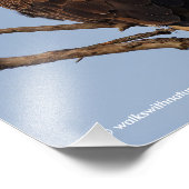 Mooie Bald Eagle in een boom Foto Afdruk (Hoek)