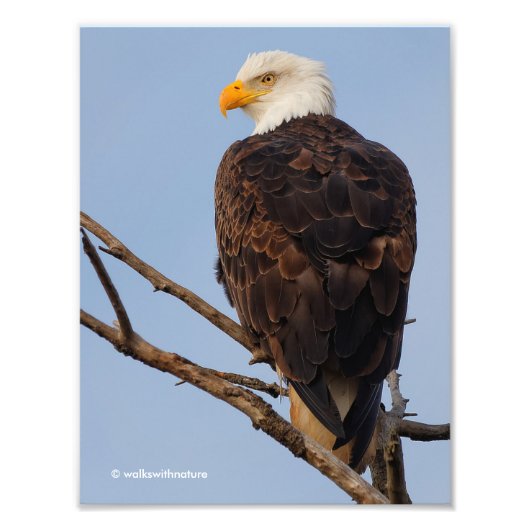 Mooie Bald Eagle in een boom Foto Afdruk (Voorkant)