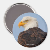 Mooie Bald Eagle in een boom Magneet (Voorkant / Achterkant)