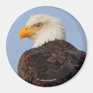 Mooie Bald Eagle in een boom Magneet