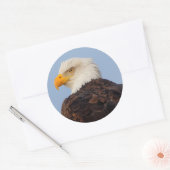 Mooie Bald Eagle in een boom Ronde Sticker (Envelop)