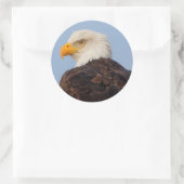 Mooie Bald Eagle in een boom Ronde Sticker (Tas)