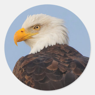 Mooie Bald Eagle in een boom Ronde Sticker