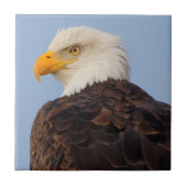 Mooie Bald Eagle in een boom Tegeltje (Voorkant)