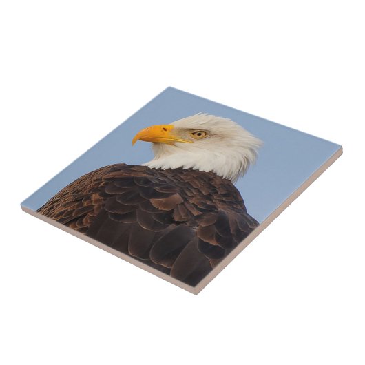 Mooie Bald Eagle in een boom Tegeltje (Zijkant)