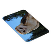 Mooie Barn Owl met Sky en groene bomen Foto Magneet (Rechterzijde)