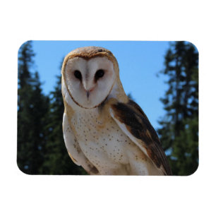 Mooie Barn Owl met Sky en groene bomen Foto Magneet